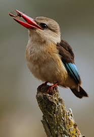 Brown Small Birds Of South Africa Male Brown Hooded Kingfisher Halcyon Albiventris Caught A Wasp Tzaneen Area Limpopo South Africa Pet Birds Kingfisher Kingfisher Bird