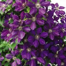 We are related to things around us in some or the other way. Jackmanii Clematis Clematis Varieties Clematis Vine Clematis Jackmanii