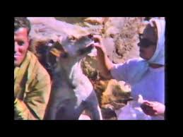 The Jenyns Tailor Fishing Moreton Island Circa 1962