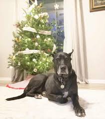 Check out the videos on the site to see this dog in action. Warlock Doberman Debunking The Myths And Misconceptions