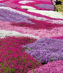 Phlox Mix Flowers Of The Sea Top Qualitat Baldur Garten In 2020 Winterharte Pflanzen Garten Bodendecker Pflanzen