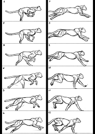 Cheetah Running Study Animal Drawings Animal Sketches Animation Reference