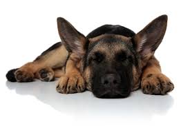 Why Does My German Shepherd Lick The Carpet And Floor