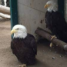 Moonridge Zoo Big Bear Big Bear Bald Eagle Bear