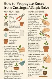 Image result for cuttings of roses