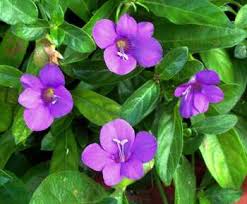 Image result for Barleria