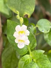 Image result for Asystasia