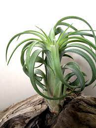 チランジア・オーマイグッドネス Tillandsia Oh My Goodness (T. caput-medusae X T. ionantha  'Fuego') 育て方 図鑑 | Frontier Plants フロンティアプランツ