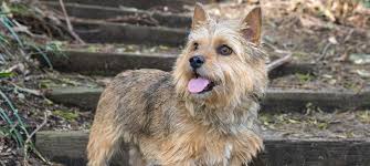 East anglia ist von jeher getreideland und damit der heutige norwich terrier ist ein kleiner temperamentvoller hund , der nicht zum seine welpen gingen überwiegend an jäger und pferdeleute und später sogar in. Norwich Terrier Rasseportrait Zu Alter Charakter Haltung Pflege