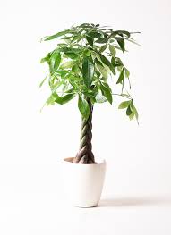 価格別 値段 別に観葉植物を選ぶ 通販 Hitohana ひとはな
