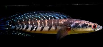 Ikan gabus merupakan jenis ikan predator yang hidup di air tawar. 20 Ikan Haruan Ideas In 2021 Snakehead Fish Freshwater Fish Aquarium Fish