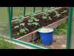 Sciure De Bois Pour Le Desserrage Du Sol Le Compostage Et Le Paillage Un Site Sur Un Jardin Une Residence D Ete Et Des Plantes D Interieur