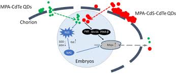 While potential exposures are not easy to detect and even more difficult to prevent or mitigate, the the standard covers all employees facing potential exposure. Altered Gene Expression Of Abc Transporters Nuclear Receptors And Oxidative Stress Signaling In Zebrafish Embryos Exposed To Cdte Quantum Dots Sciencedirect