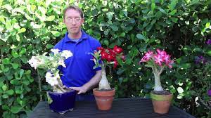 We did not find results for: Desert Rose Costa Farms