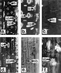 Image result for Hemarthria natans