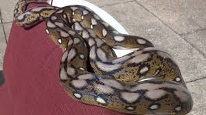 It is an excellent swimmer, has been reported far out at sea. Video 15 2012 Motley Tiger Retic Youtube