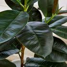 Takes only minutes to install. Faux Potted Rubber Tree