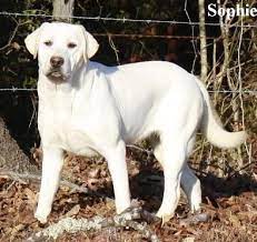 Puppies are current on vaccinations and worming. Want Want Want Want White Lab Labrador Retriever White Lab Puppies Labrador