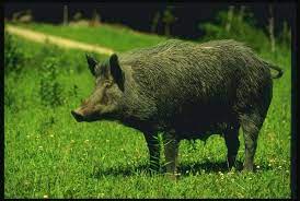 What does babi hutan mean in indonesian? Rumah Wagub Sulbar Diserang Kawanan Babi Hutan Republika Online