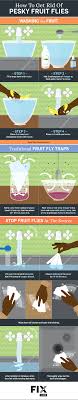 get rid of pesky fruit flies