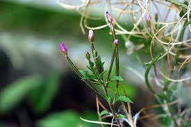 In particular red flowers symbolize love, yellow ones symbolize joy, white blossoms mean purity, and purple ones indicate nobility and elegance. File Weed With Little Purple Flowers Jpeg Wikimedia Commons