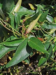 Image result for Pleioceras gilletii