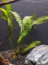 Image result for Aponogeton