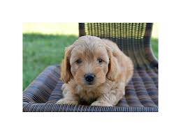 Discover various funny doodles created by our artists, color it or use it as inspiration to imagine your own drawings ! F1b Mini Goldendoodle Dog Female Apricot 2455628 The Barking Boutique
