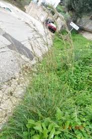 Image result for Hyparrhenia anthistirioides