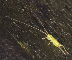 Image result for Tridactyle virginea