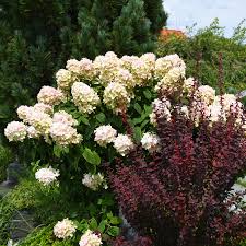 Image result for Gaertnera paniculata