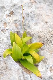 Image result for Habenaria attenuata