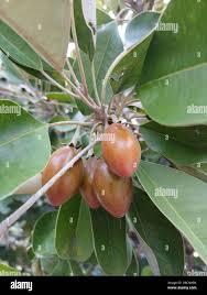 Image result for Manilkara kauki