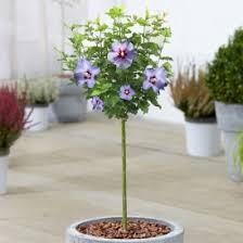 Purple flowering trees in sc. Buy Purple Flowering Trees Online Gardenersdream