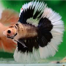 Male Fancy Panda Fullmoon Betta High Quality Thai Import Black White Betta Betta Fish Care Betta Fish