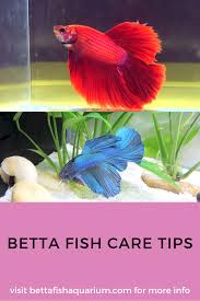 Betta Fish Care Tips In 2020 Betta Fish Care Betta Fish Fish Care