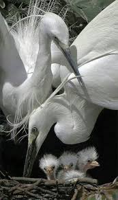 Egret Family Hayvanlar Hayvan Hayvanlar Alemi