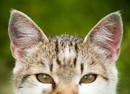A million ways to skin a cat. Ear Cancer In Cats Petmd