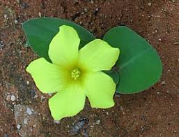 Image result for Oxalis semiloba