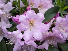 Rhododendron Lakeview Pink Lakeview Pink Inkharho Rhododendron Known For Introducing New And Innovative Products The Plant Plants Types Of Soil Root System