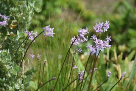 Image result for Tulbaghia alliacea