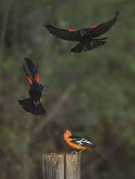 Black Bird With Red Neck Red Winged Blackbirds Harass Altamira Oriole Beautiful Birds Black Bird Dragon Sleeve Tattoos