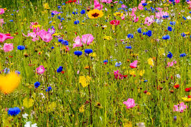 Households Reminded Not To Pick Wildflowers In Line With Law