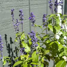 Image result for Salvia farinacea