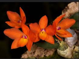 Image result for Bulbophyllum cochleatum
