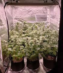 Meizhi 450w led grow light ram humidity, pots, feeds, air, fan etc all working the 2 300w light never used. 4 X 4 Grow Tent Novocom Top