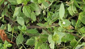 Image result for Richardia scabra