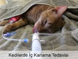 Kedilerde Ic Kanama Belirtileri Ve Sebepleri Nelerdir Teknobeyin