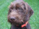 Pudelpointer Info, Temperament, Puppies, Pictures