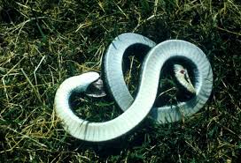 Hog Nosed Snake Hog Nosed Snakes Are Known For Two Things Their Upturned Snouts And Their Tendency To Play Possum Snake Reptile Snakes Types Of Snake